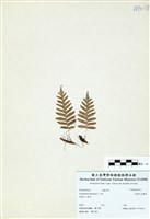 藏品(亞德氏水龍骨)的圖片